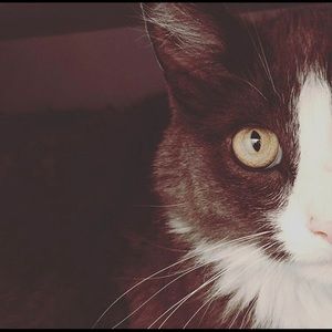 Meet your Posher, Jaevin